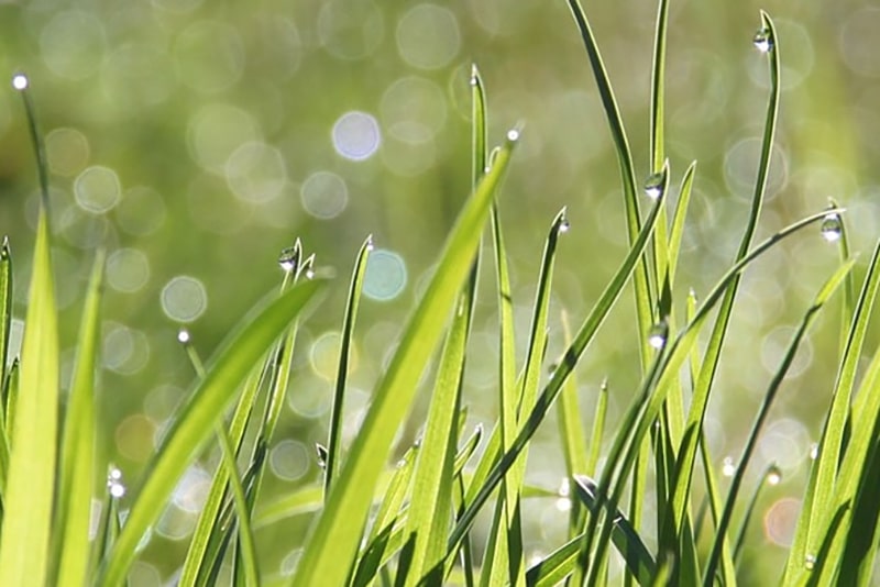 Close look at green gras with dew drops sparkling in the sunlight.