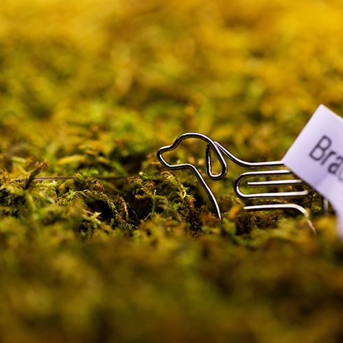 Close up of moss grown in Nick Zhou's lab.