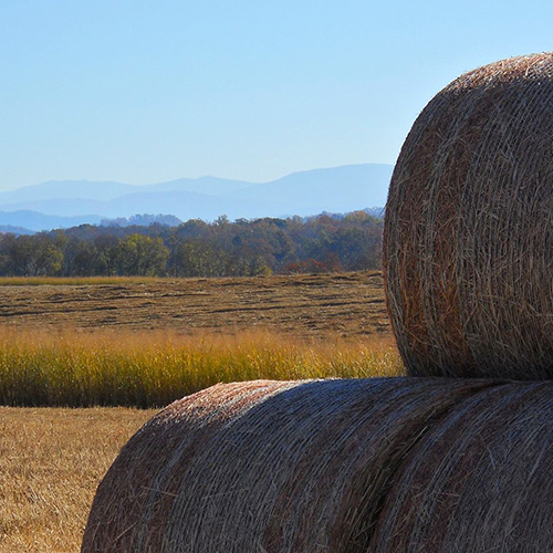 A large field with several large, round bales.