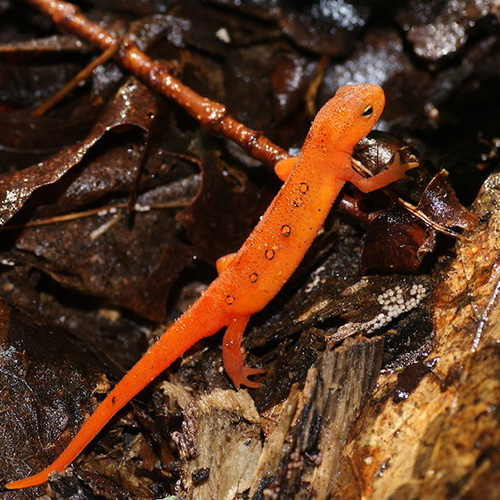An orange lizard stands on wet leaves, twigs, and soil.