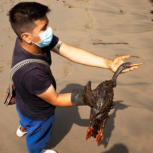A person stands on a beach and holds out a large, oil-soaked bird.