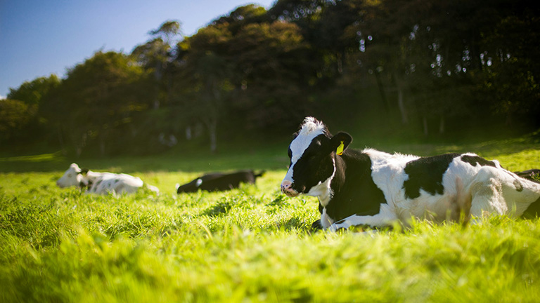 Three cows lay down in a field of green grass.