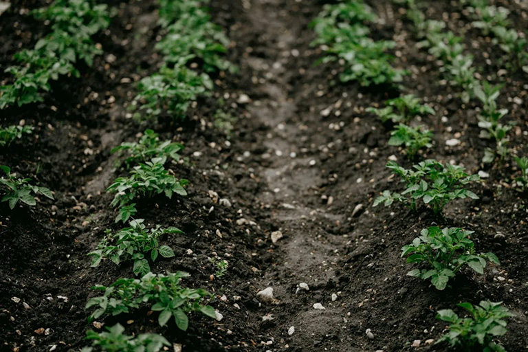 Several rows of potato plants in a field.