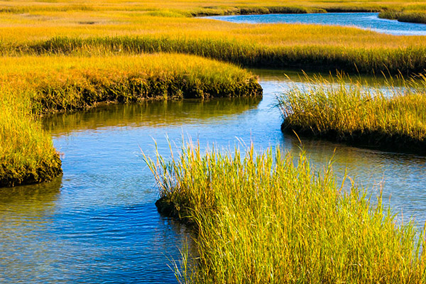 A marsh in the Chesapeake Bay, Mass., area.
