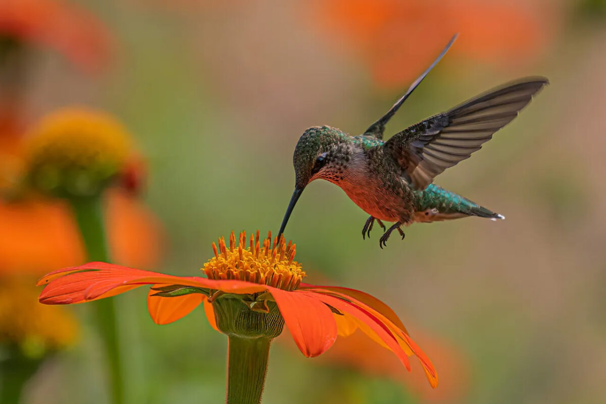 A hummingbird feeds from an orange flower.