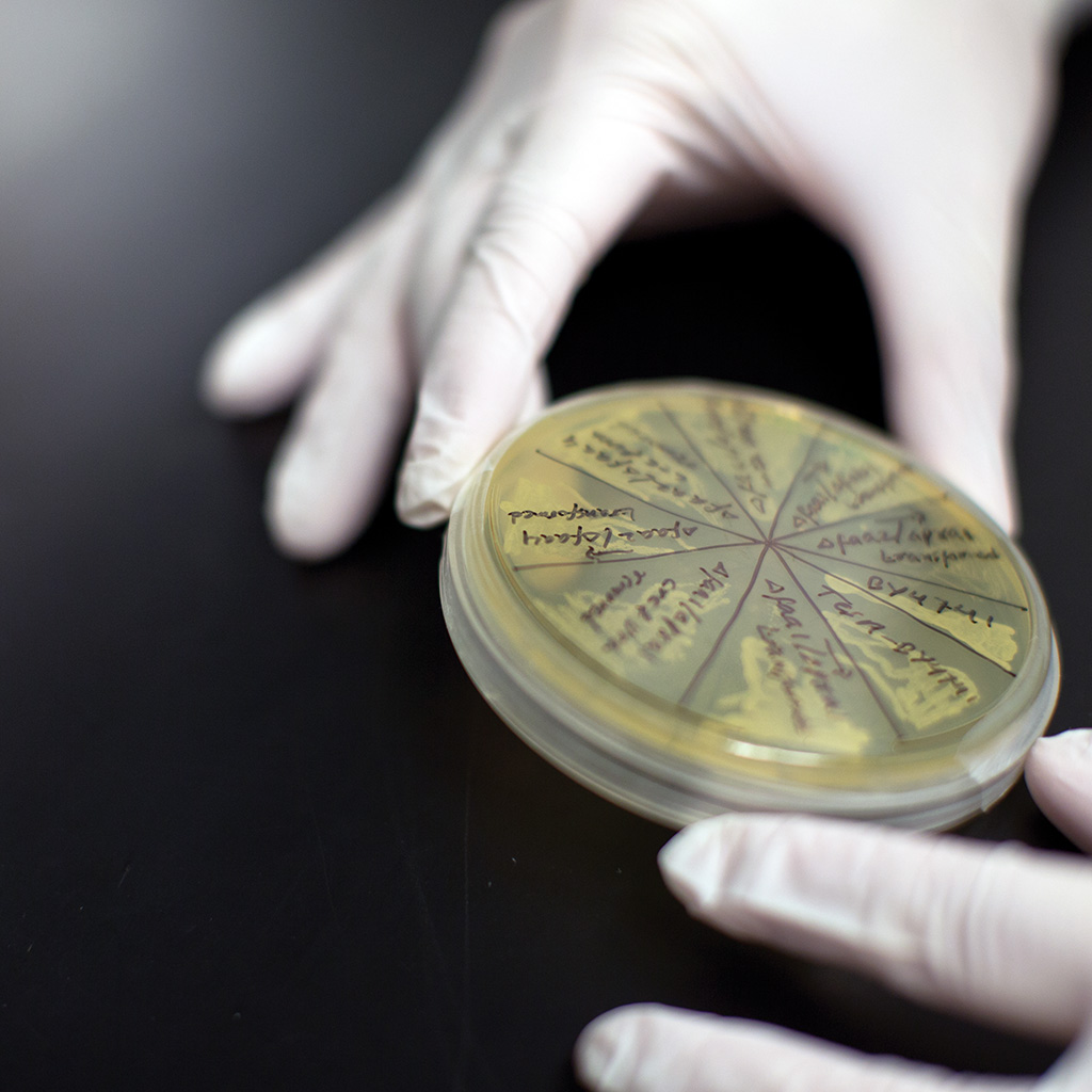 Two hands wearing white gloves hold a petri dish with a lid with writing on it.