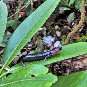Photo of a red-cheeked salamander