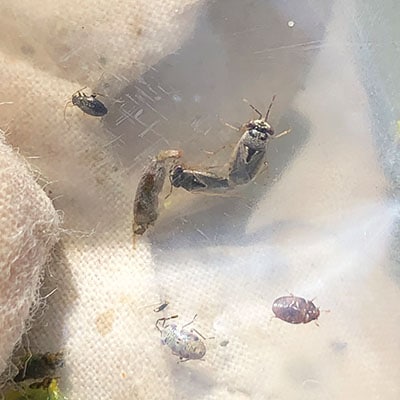 insects in plastic bag