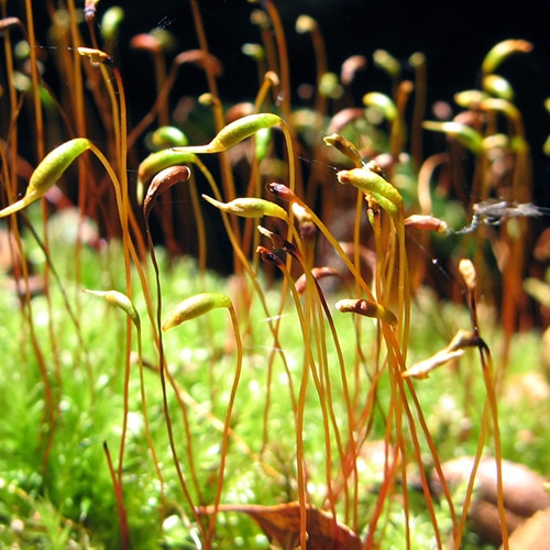 Windswept Broom Moss (Dicranum scoparium)
