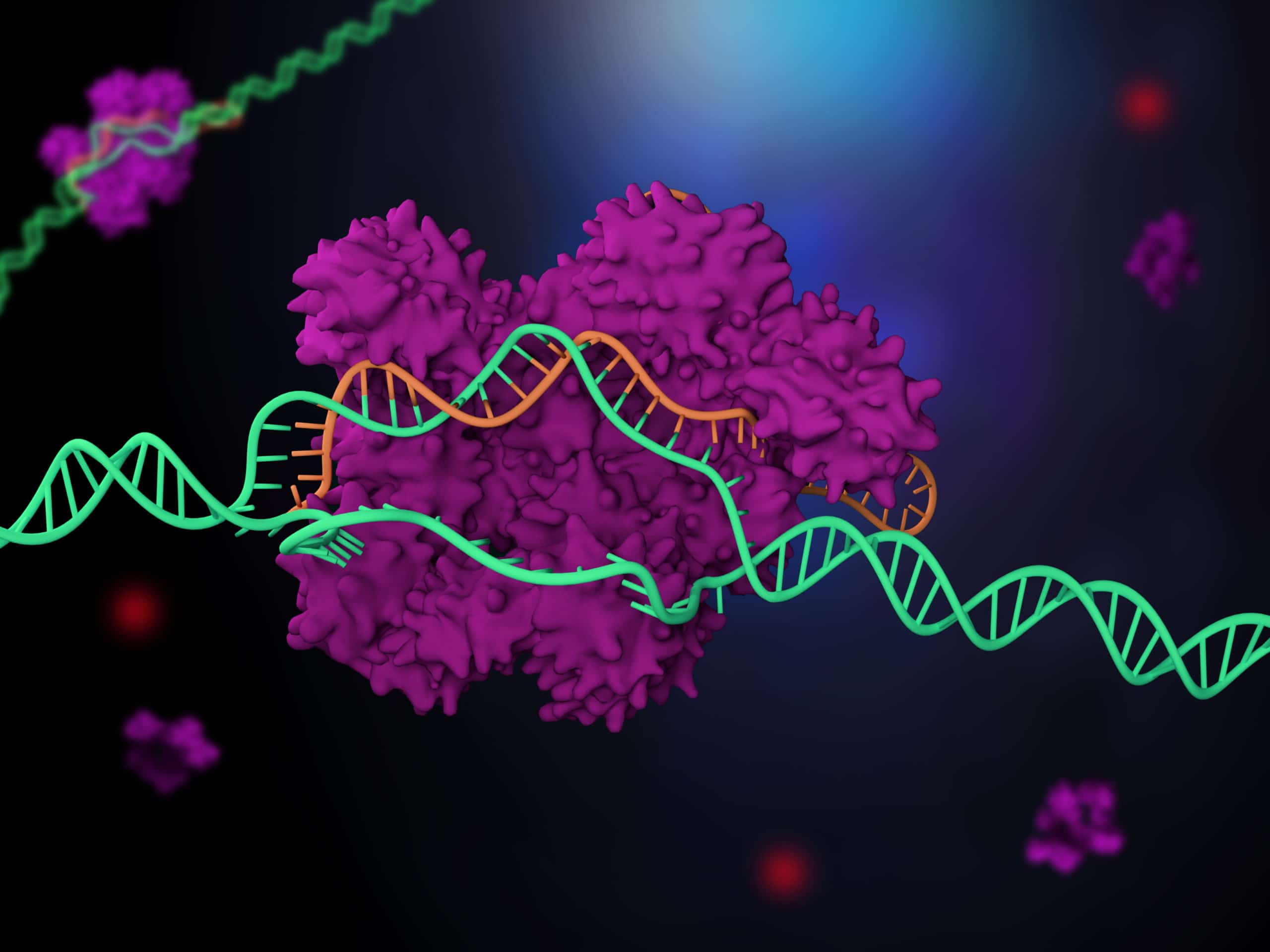 Cas9 enzyme, cutting genomic DNA