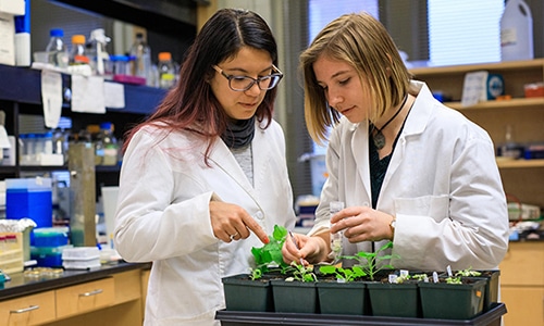 Plant sciences researchers in the lab