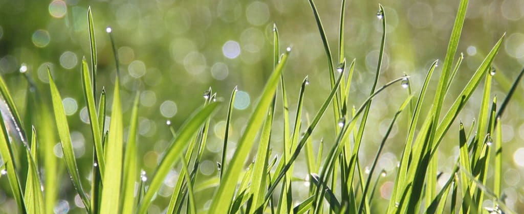 dew on blades of grass