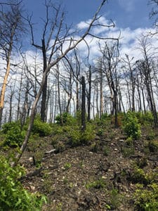 forested area affected by wildfire
