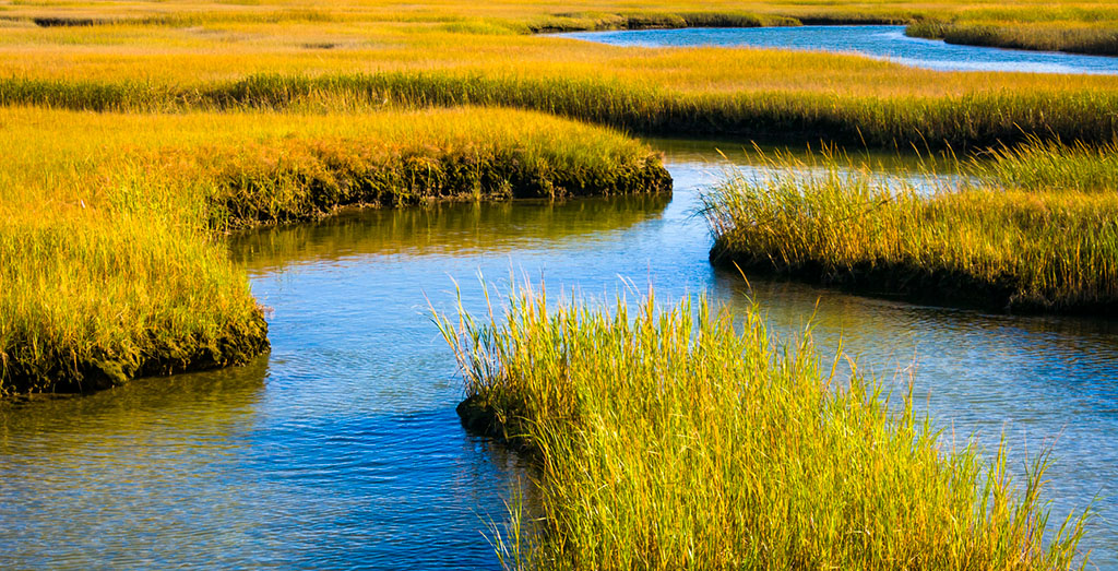 Reeds and grasses with yellow and orange hues in a coastal marsh.