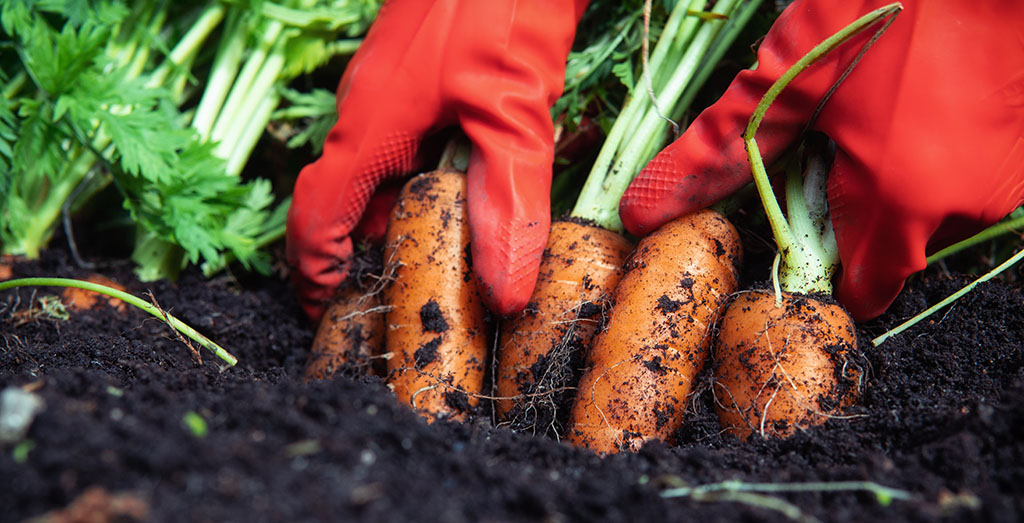 Two hands in red gloves pull several carrots out of the ground.