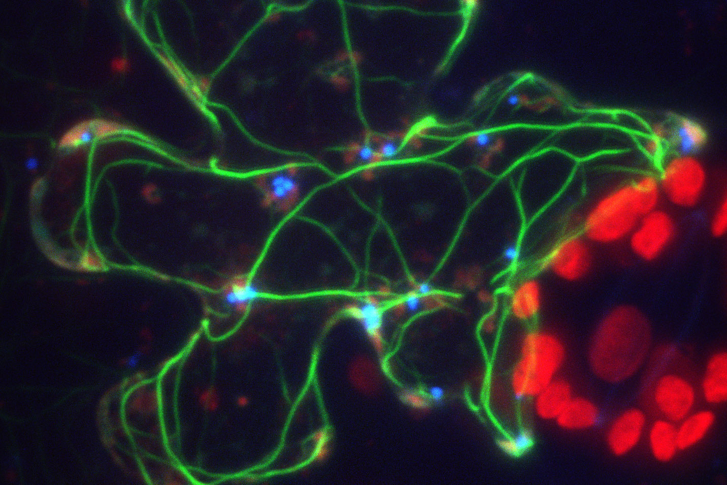 Actin filaments (green) in a living epidermal cell of Nicotiana benthamiana leaf. The image is a maximal intensity projection of a confocal stack captured on the AMIC Leica SP8 laser scanning confocal microscope.