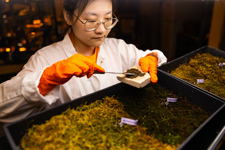 A graduate student transfers moss to a construction materials sample for experimentation.